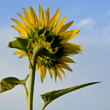 sunflower1